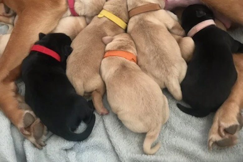 Labrador Retriever