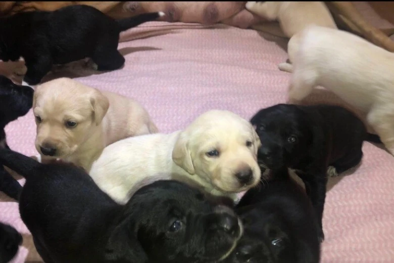 Labrador Retriever