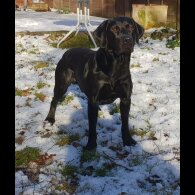 Labrador Retriever