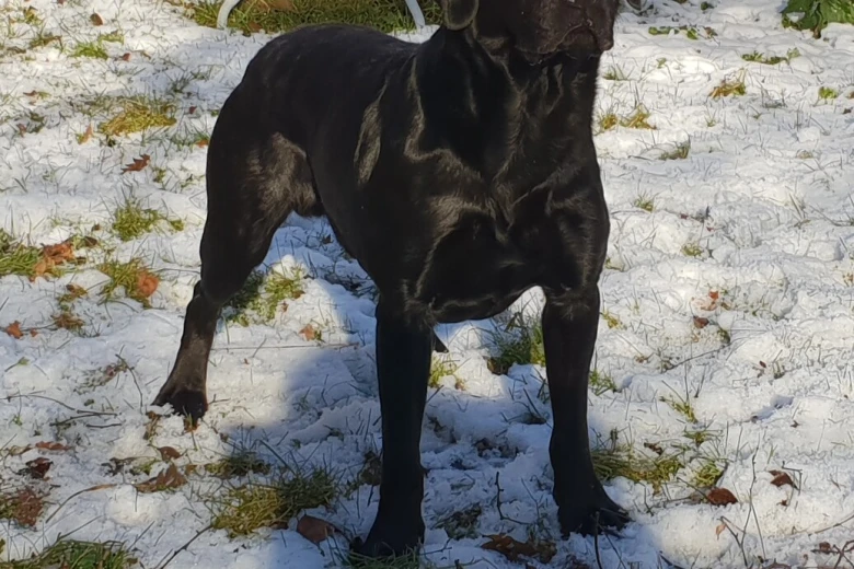 Labrador Retriever