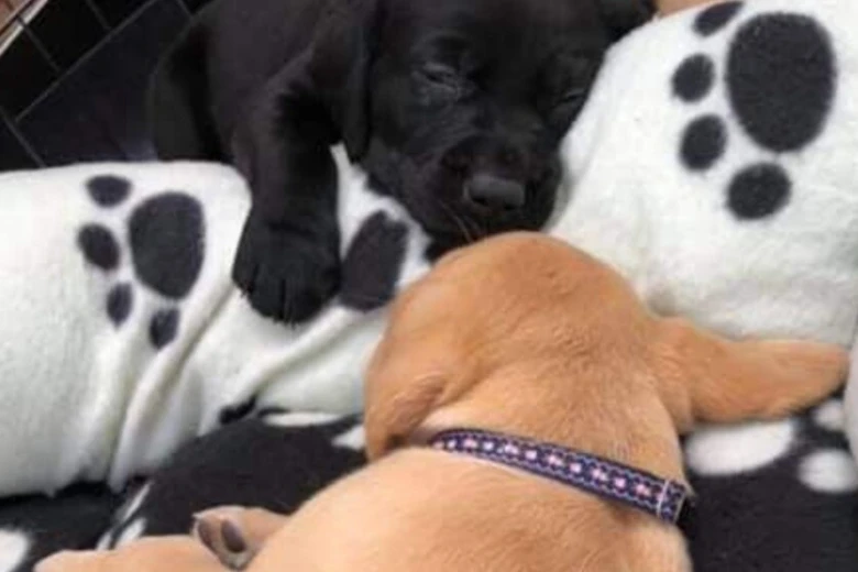Labrador Retriever