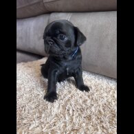 Pug - Both