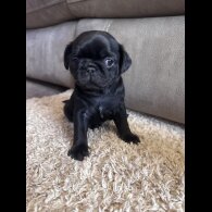 Pug - Both