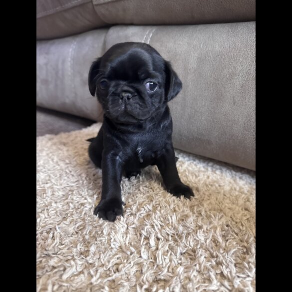 Pug - Both