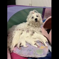 Maltese - Both