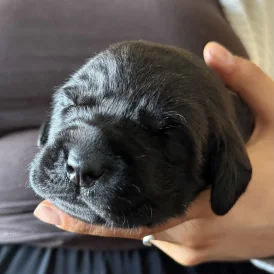 Labrador Retriever - Both