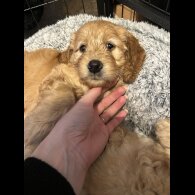 Goldendoodle - Both