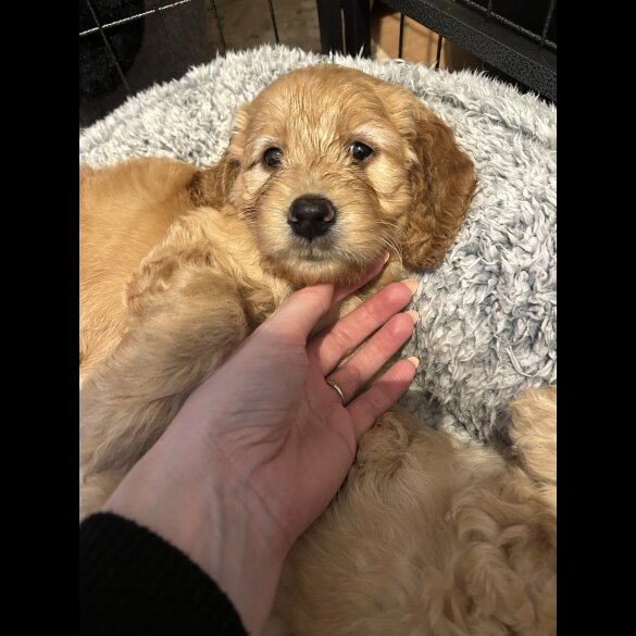 Goldendoodle - Both