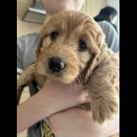 Goldendoodle - Both