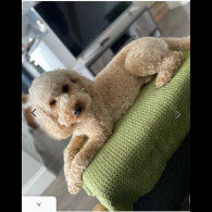 Goldendoodle - Both