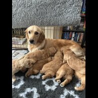Goldendoodle - Both