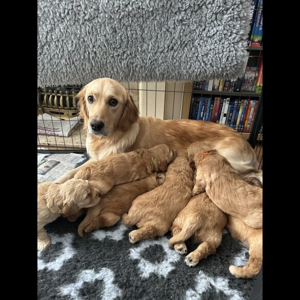 Goldendoodle - Both