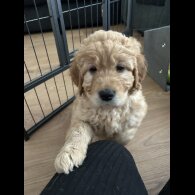 Goldendoodle - Both