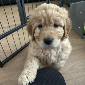 Goldendoodle - Both