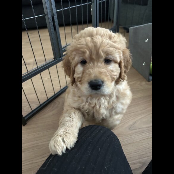 Goldendoodle - Both
