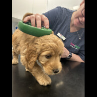 Goldendoodle - Both