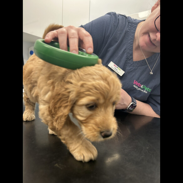 Goldendoodle - Both
