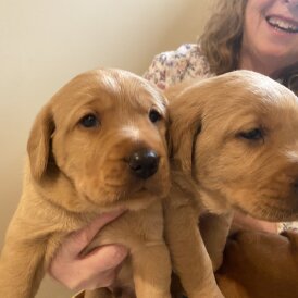 Labradoodle - Both