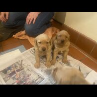 Labradoodle - Both