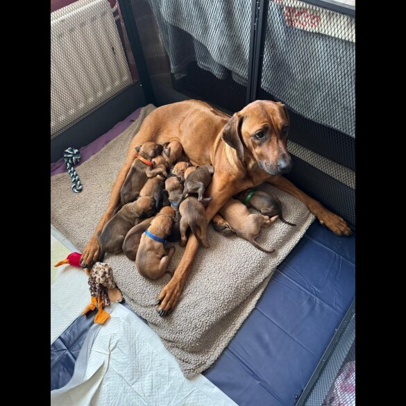 Rhodesian Ridgeback - Both