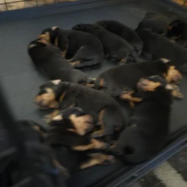 Rottweiler - Both