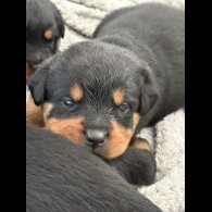Rottweiler - Both