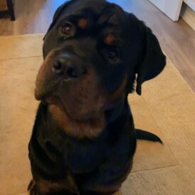 Rottweiler