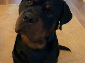 Rottweiler