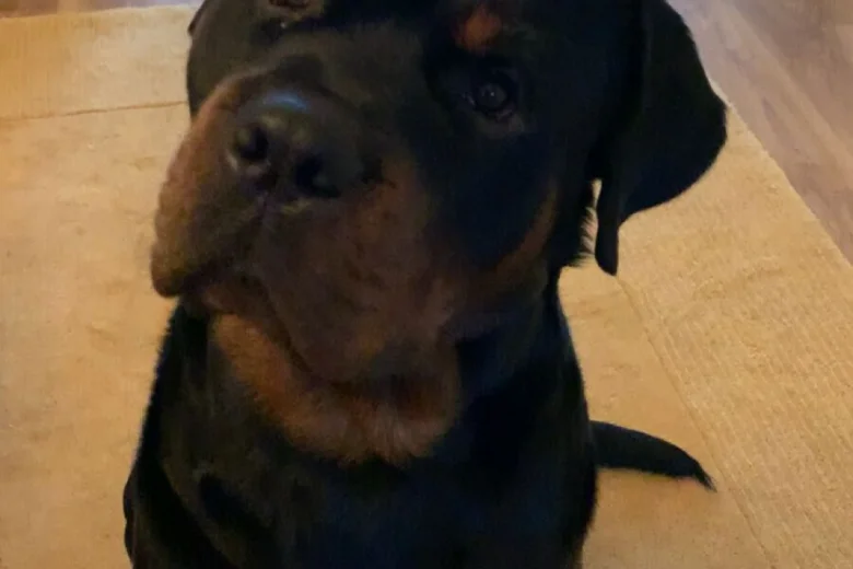 Rottweiler