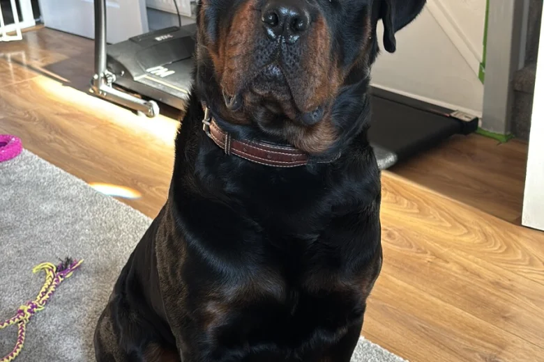 Rottweiler