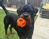Rottweiler