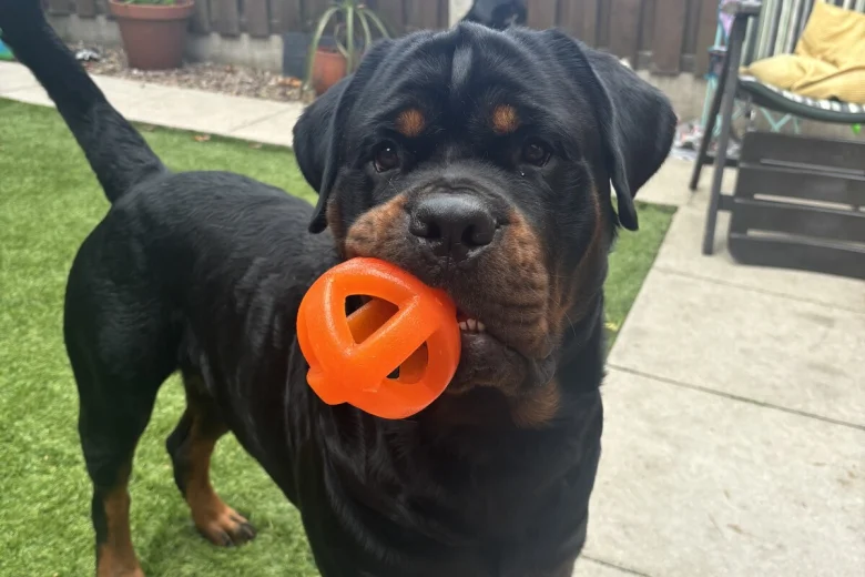 Rottweiler