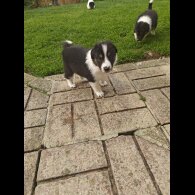 Rough Collie - Bitches