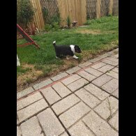 Rough Collie - Bitches