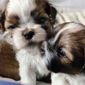 Shih Tzu - Both