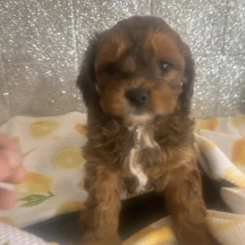 Shihpoo - Dogs