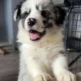 Border Collie - Both
