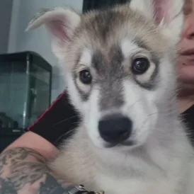 Siberian Husky - Both