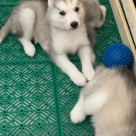 Siberian Husky - Both