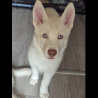 Siberian Husky - Both