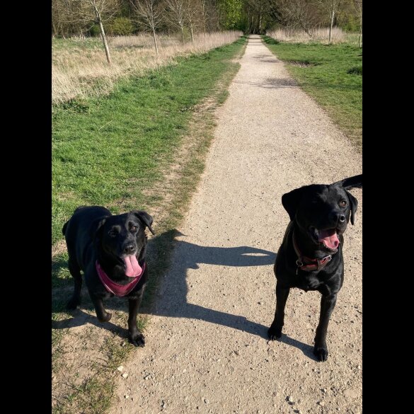 Labrador Retriever - Both
