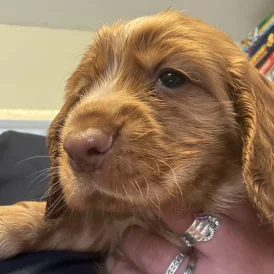 Sprocker Spaniel - Both
