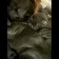 Sprocker Spaniel - Both