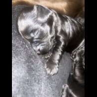 Sprocker Spaniel - Both