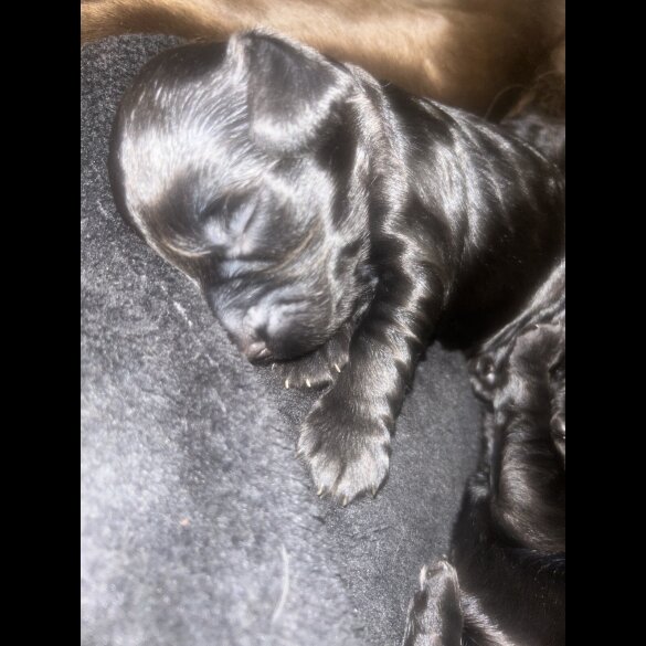 Sprocker Spaniel - Both
