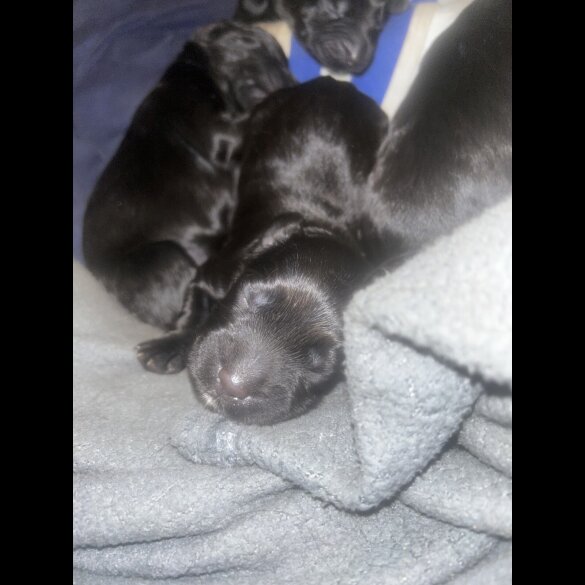 Sprocker Spaniel - Both