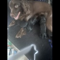 Sprocker Spaniel - Both