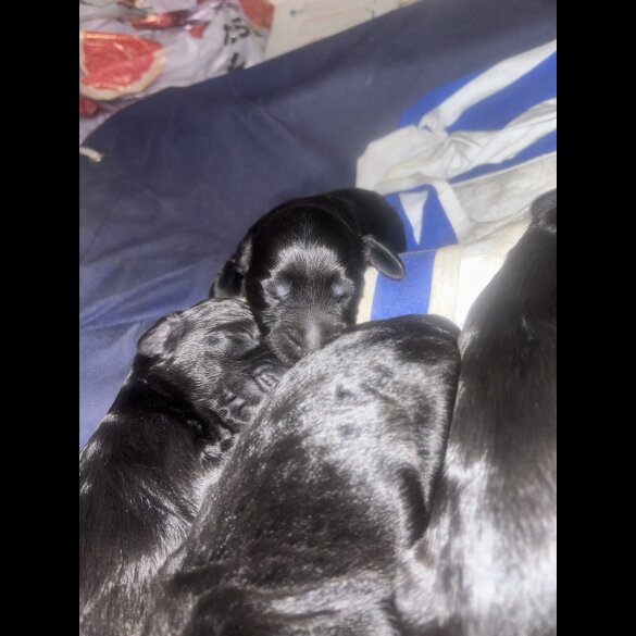 Sprocker Spaniel - Both