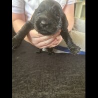 Sprocker Spaniel - Both