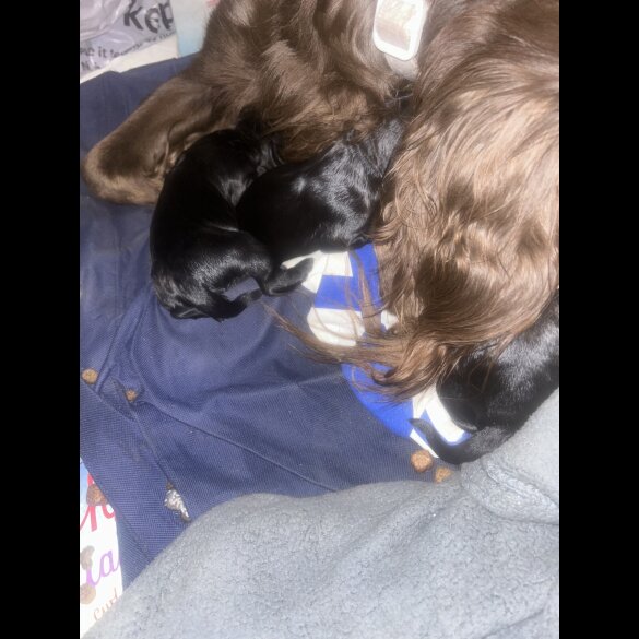 Sprocker Spaniel - Both